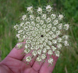 Queen Anne's Lace from WI DNR website